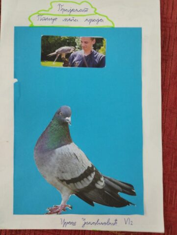 ПТИЦЕ МОГА КРАЈА12