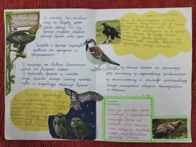 ПТИЦЕ МОГА КРАЈА13