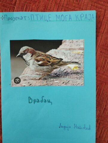 ПТИЦЕ МОГА КРАЈА15