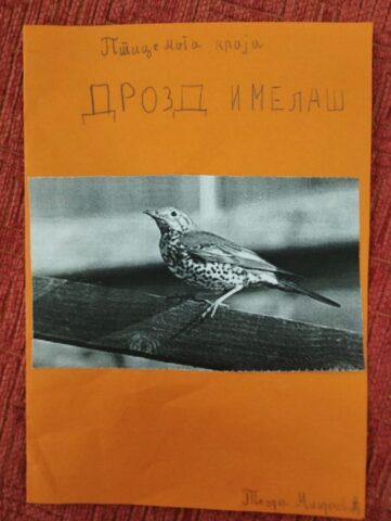 ПТИЦЕ МОГА КРАЈА17