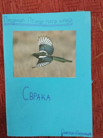 ПТИЦЕ МОГА КРАЈА18